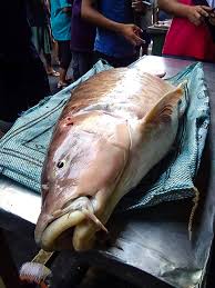 Pengarah, tingkat 17, menara pelita, jalan tun abdul rahman yaakob, petra jaya, 93050 kuching, sarawak. Sarawak Edition Ikan Empurau Di Pasar Julau Pg Tok Facebook