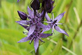 Image result for Swertia erosula