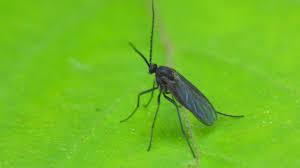 Dieser ratgeber verrät die 5 effektivsten hausmittel gegen fliegen im blumentopf. So Werden Sie Die Kleinen Fliegen Im Blumentopf Los Trauermucken Fliegen In Blumenerde Kleine Fliegen