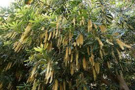 Image result for Macadamia aff. integrifolia