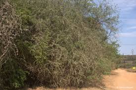 Image result for Ehretia rigida