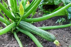 Buy 'caserta' seeds (seeds now) How To Grow Zucchini From Seed To Harvest Homestead Acres