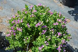 Image result for Polygala petitiana