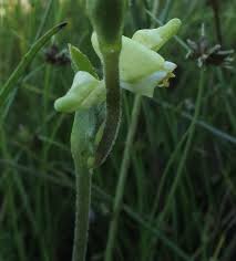 Image result for Disperis