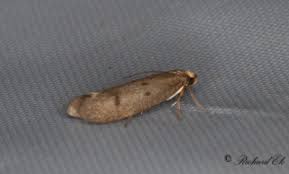 Image result for Chionodes continuellus