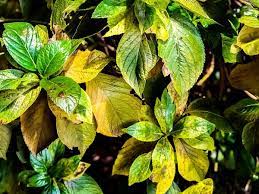 Check spelling or type a new query. Hydrangea Yellow Leaves Causes And Solutions Plant Index