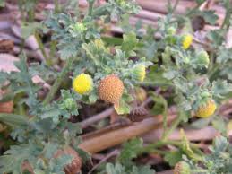 Image result for Grangea maderaspatana