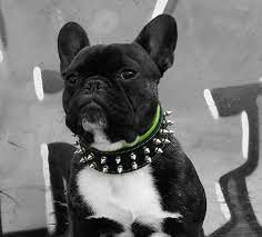 Maybe you would like to learn more about one of these? Dog Collar For French Bulldog