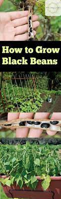 How To Grow Black Beans Bless My Weeds Growing Vegetables Organic Vegetable Garden Organic Gardening Tips