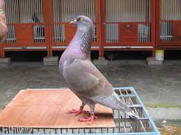 Panduan memilih burung pleci gacor di kandang ombyokan. Cara Merawat Burung Merpati Terlengkap Dan Tips Membeli Merpati