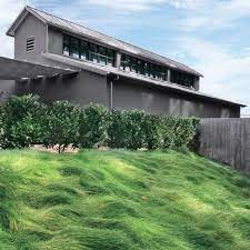 Why Using A Sustainable Grass Blend Makes Lawn Care A Breeze Hillside Landscaping Lawn Alternatives Fescue Lawn