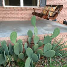 How often to water a cactus? Prickly Pear Cactus Multi Use Plant For Farms And Homesteads Carolina Farm Stewardship Association
