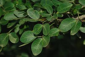 Image result for Pithecellobium dulce