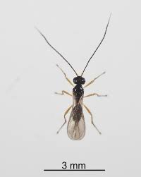Image result for Otiophora scabra