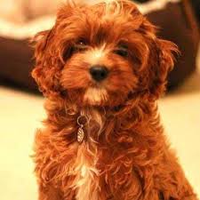 Cavapoo puppies are adorable, and it's one of the reasons they are so popular. Myjoy Cavapoo Puppies Home Facebook
