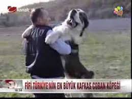 Turkiye Nin En Buyuk Kopegi Fifi Ve En Kucuk Kopegi Findik Youtube