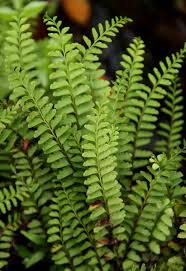 Image result for Lindsaeaceae