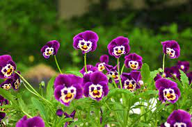 We did not find results for: Wallpaper Pansies Flowers Faces Grass Smiling 2144x1424 Coolwallpapers 1093878 Hd Wallpapers Wallhere