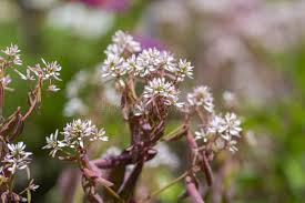 Image result for Euphorbia hypericifolia