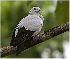 Dari stasiun sudimara, jaraknya hanya sekitar 1 km saja. Famili Asal Usul Merpati Hias Merpati Hias Fancy Pigeon