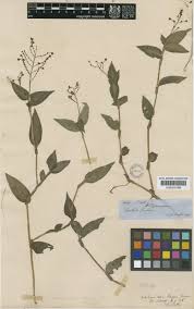 Image result for Aneilema arenicola