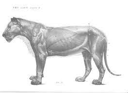Lion anatomy art cheetah anatomy lion muscle anatomy study lion heart anatomy beautiful lioness face lion eyes lioden lioness large cat anatomy anatomy sculpture male lion mane. An Atlas Of Animal Anatomy For Artists Lion Anatomy Anatomy For Artists Female Lion