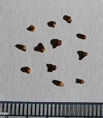 Image result for Ficus trichopoda