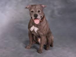 The american staffordshire terrier possesses a strong, stocky, muscular body and moves with an agile grace. American Staffordshire Terrier Dog B001 Sitting 1 6 Scale Figure