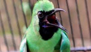 Download Koleksi Suara Burung Cucak Ijo Juara Volume Mantap Burung Burung Sikatan Burung Kolibri