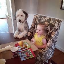 Maybe you would like to learn more about one of these? Brewer S Goldendoodles Sires Brewer S Goldendoodles Sheepadoodles