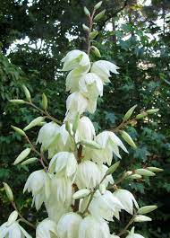 Yucca Filamentosa Is An Evergreen Native Perennial Shrub That Is Found Throughout Georgia Spiky Leaves Give Georgia Gardening Native Garden Yucca Filamentosa
