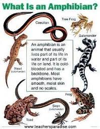 Do You Know The Difference Between Reptiles And Amphibians This Will Help Reptiles And Amphibians Amphibians Activities Amphibians
