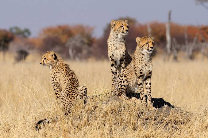 Cheetah on the savanna plains in Kenya