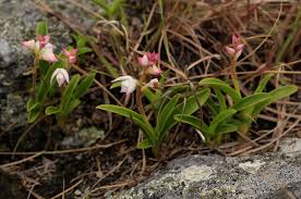 Image result for Polystachya valentina