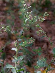 Image result for Blumea