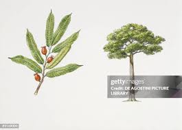 Image result for Trilepisium