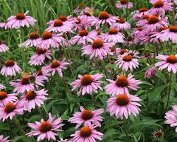 Maybe you would like to learn more about one of these? Planting Caring For Purple Coneflower Echinacea Purpurea Mygarden Com