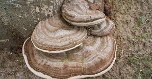 Image result for Ganoderma applanatum