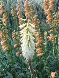 Image result for Kniphofia grantii