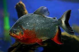 Kenali cirinya dan pilih yang terbaik , serta sesuaikan dengan kondisi anda. Ikan Bawal é­š