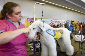 This dog friendly event will be held from open to close on nov 15, 2019 to nov 17, 2019 at david l. Pittsburgh Pet Expo Promises 200 Exhibits Including Stingrays Triblive Com