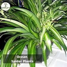 Image result for Chlorophytum sparsiflorum