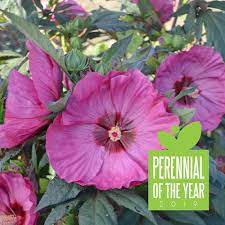 Summerific Berry Awesome Rose Mallow Hibiscus Hybrid Proven Winners Hardy Hibiscus Plants Flower Garden