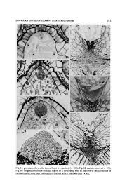 Image result for Mayaca baumii