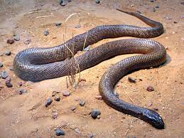 Inland Taipan Wikipedia