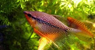 Bahkan ikan guppy jantan memiliki pola dan garis melintang yang unik di badannya. Ikan Sepat Hias Info Lengkap Jenis Dan Harganya Ikan Hias Air Tawar Laut Dan Aquarium