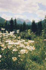 We did not find results for: Peace Of Paper Poetry Thosedouglasfirs Banff Ab 2016 35mm Film A