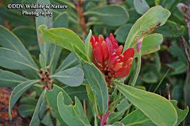 Image result for Protea angolensis