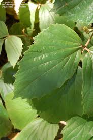 Image result for Rhoicissus tomentosa