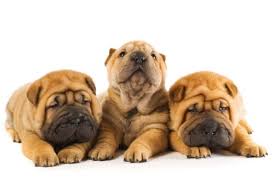 You can teach an old dog new tricks pretty. Puppy Socialization Makes For A Happy And Confident Pet Latchkey Pets